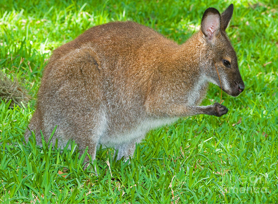 Red Necked Wallaby #3 Photograph by Millard H. Sharp - Pixels