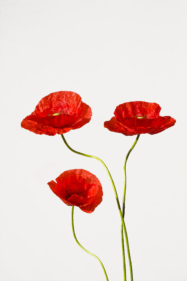 Red Poppies #3 Photograph by Maria Heyens