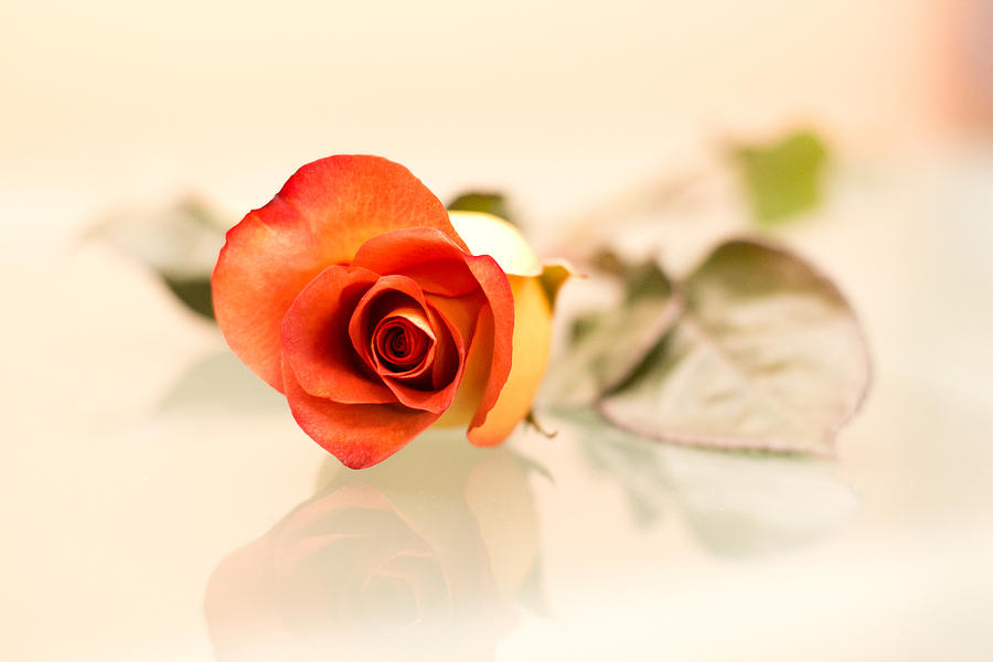 Red Rose #3 Photograph by Elvira Pinkhas