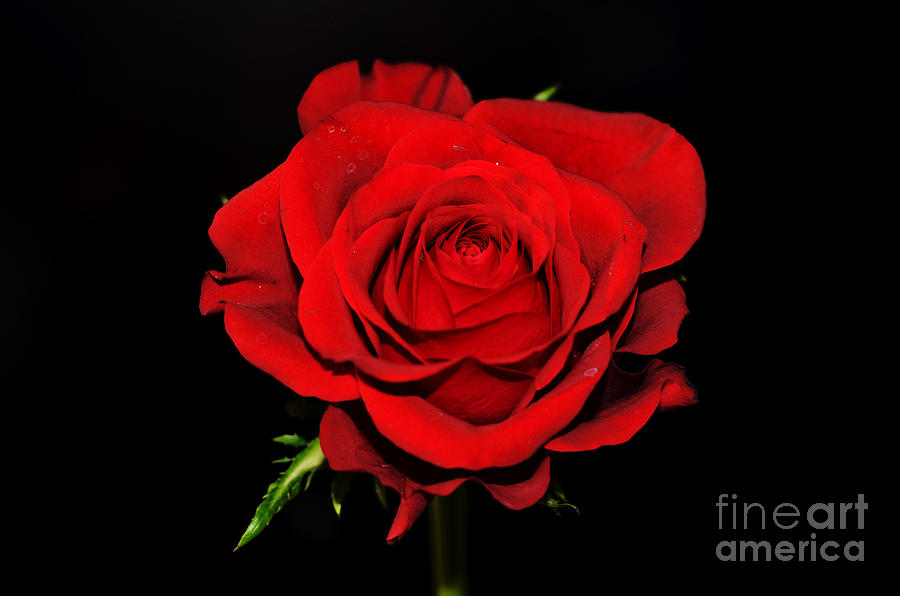 Red Rose #3 Digital Art by Pravine Chester
