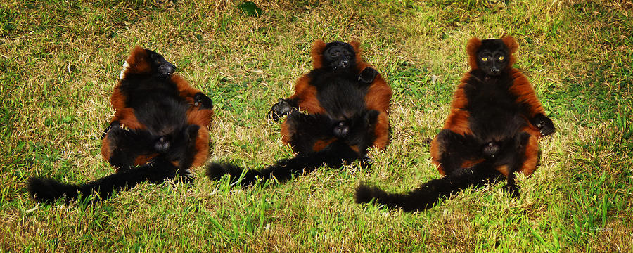 3 Red Ruffed Lemur Boys Photograph by Xueling Zou