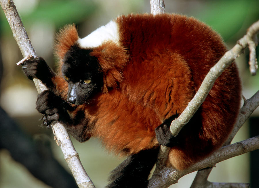 Red-ruffed Lemur #3 Photograph by Millard H. Sharp
