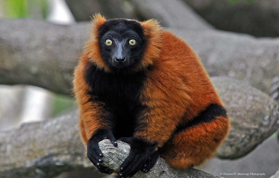 Red-ruffed Lemur #3 Photograph by Winston D Munnings