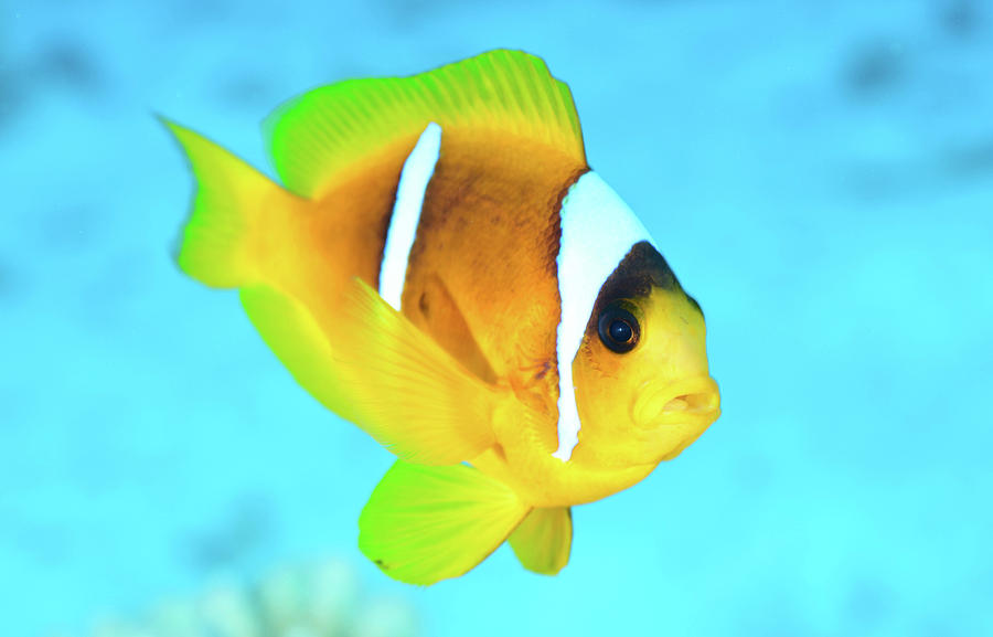 Red Sea Clownfish Amphiprion Bicinctus Photograph by Andreas Schumacher ...