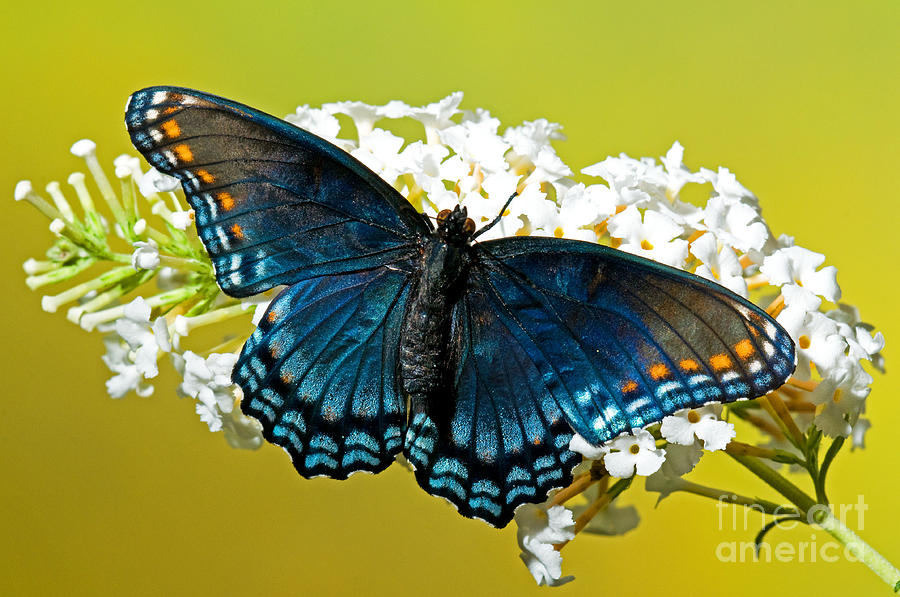 Red Spotted Purple Butterfly #7 Photograph by Millard H Sharp