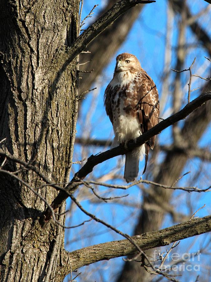 Red-tailed Hawk #3 Photograph by Jack R Brock