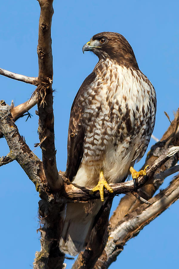Red-tailed Hawk #1 Photograph by Kathleen Bishop