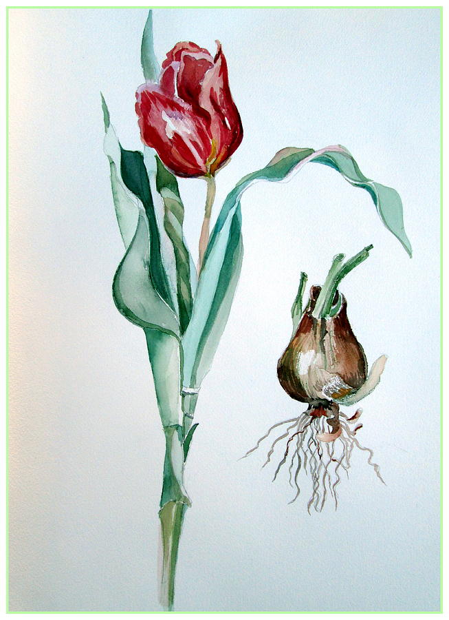Red Tulip #4 Painting by Mindy Newman