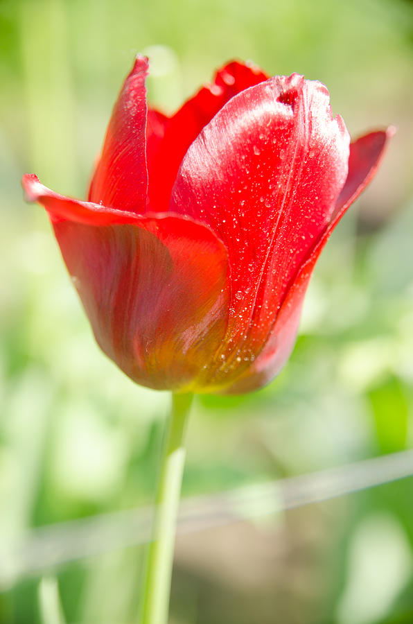 Red Tulip on the green background #3 Photograph by Michael Goyberg