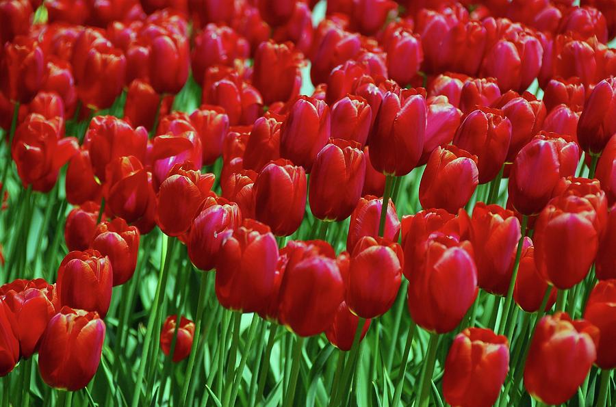 Red Tulips  Photograph by Allen Beatty