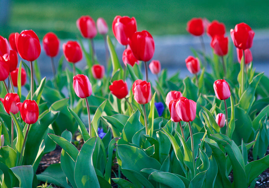 Flower Photograph - Red Tulips #3 by Ann Murphy