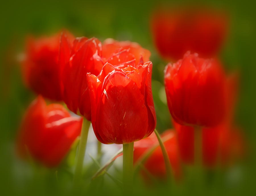 Red Tulips #3 Photograph by Nathan Abbott