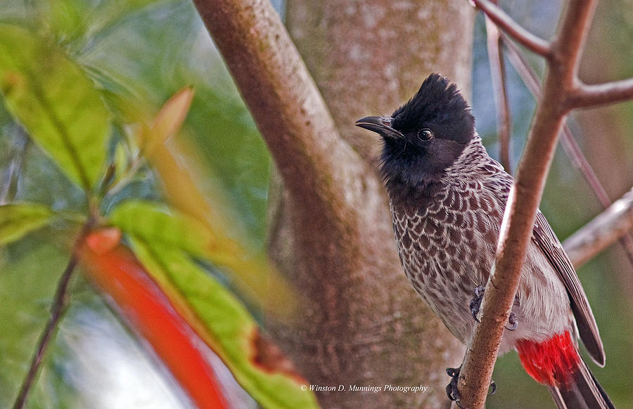 Red Vented Bulbul #3 Photograph by Winston D Munnings