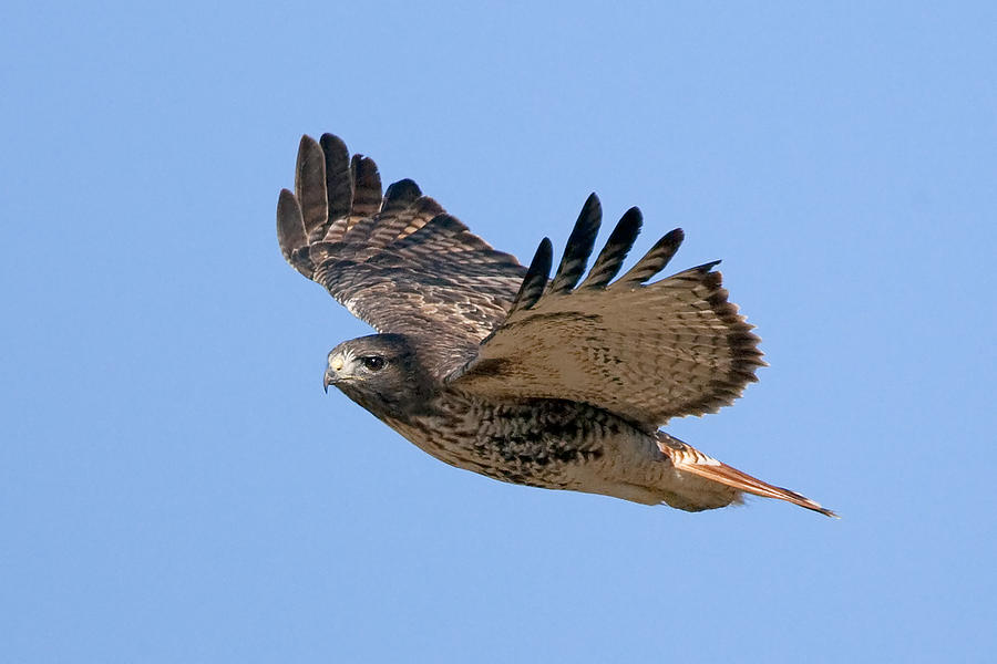 Redtail hawk Photograph by Duane Angles - Fine Art America