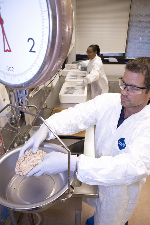 Researcher Weighing Brain Section #3 Photograph by Science Stock Photography