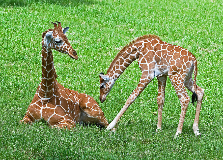 Reticulated Giraffe Juvenile & Calf #3 Photograph by Millard H. Sharp