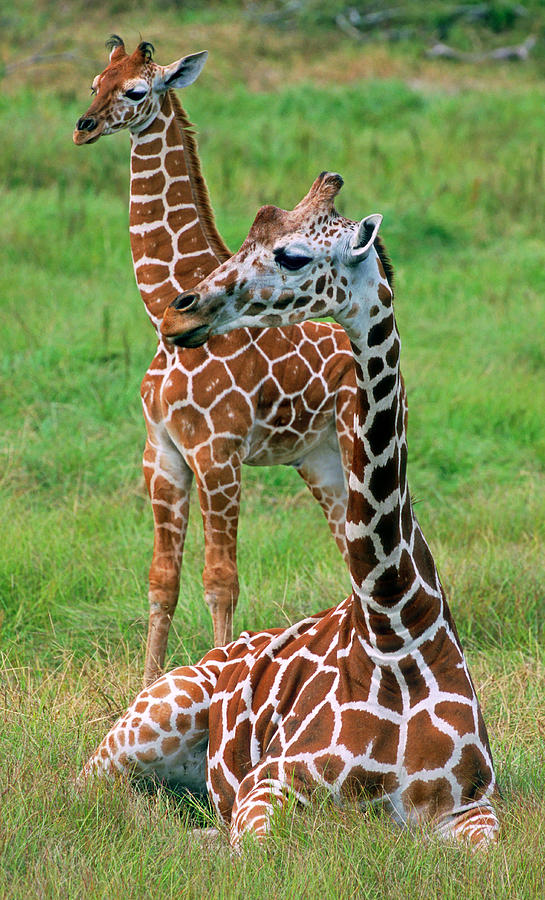 Reticulated Giraffes #3 Photograph by Millard H. Sharp