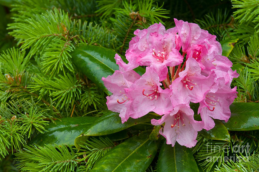 Rhododendron #3 Photograph by John Shaw