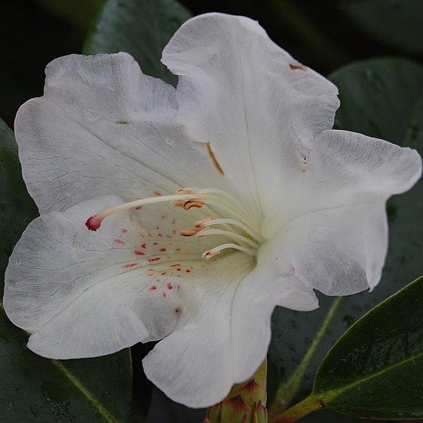 Rhododendron #3 Photograph by Rita Frederick