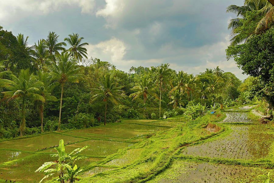 Rice Field, Bali, Indonesia #3 Photograph by Bob Pool