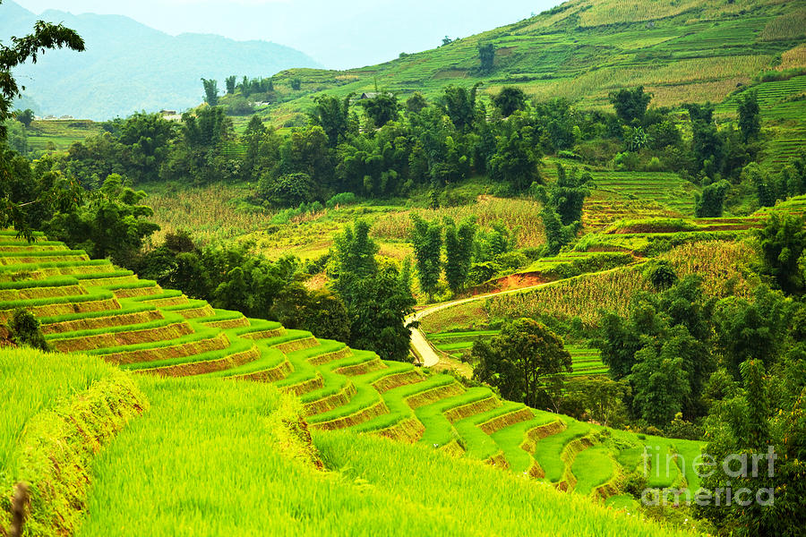Nature Photograph - Rice field terraces #3 by MotHaiBaPhoto Prints