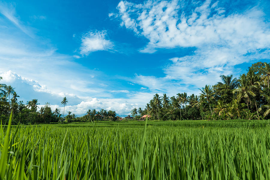 Rice Fields In Ubud Photograph