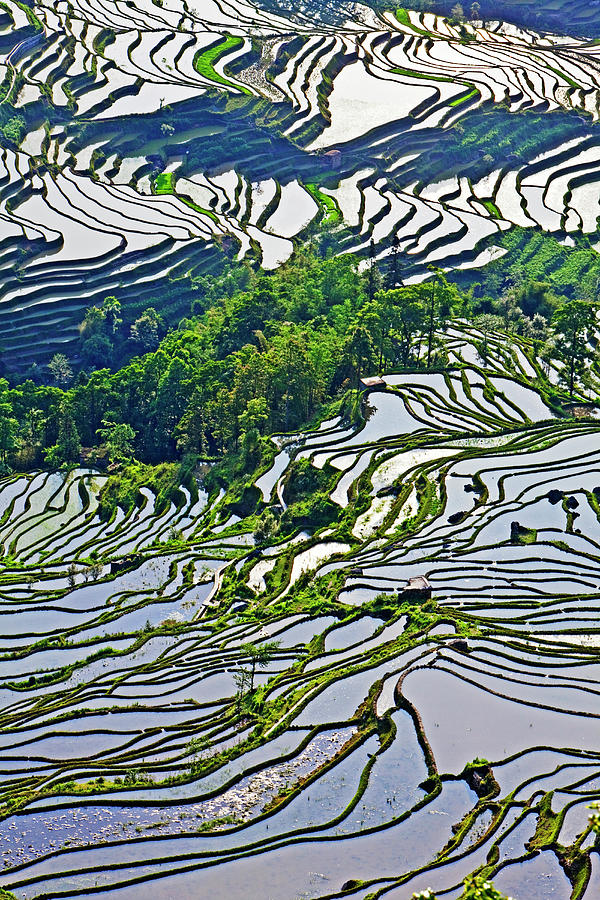 Rice Paddies #3 Photograph by John W Banagan