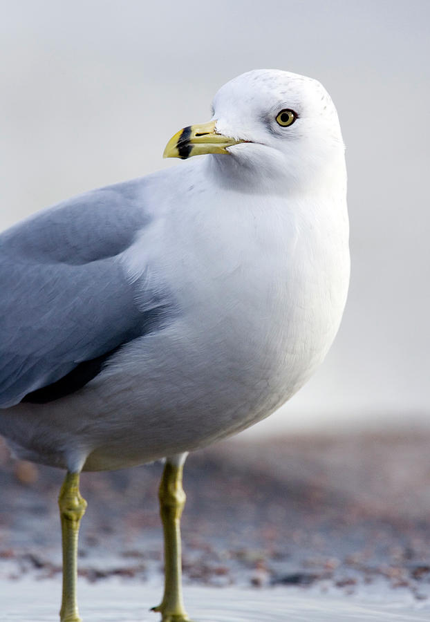 Ring Billed Gull #3 Photograph by John Devries/science Photo Library
