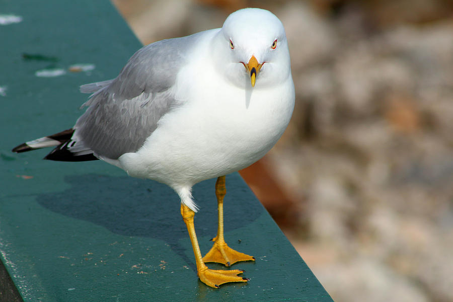 Seagull Photograph - Ring Billed Gull #3 by Scott Hovind