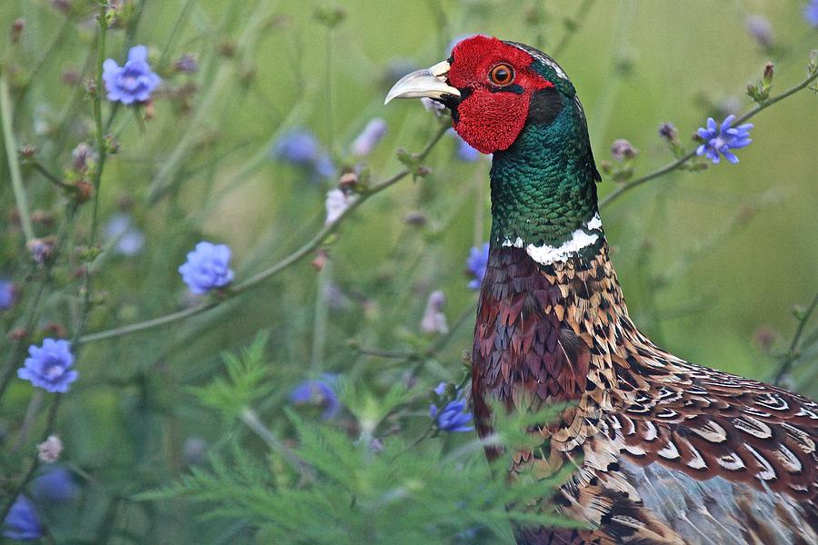 Ring-Necked Pheasant  #3 Photograph by John Dart