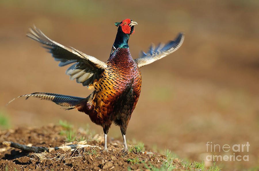 Pheasant Photograph - Ring-necked Pheasant #3 by Willi Rolfes