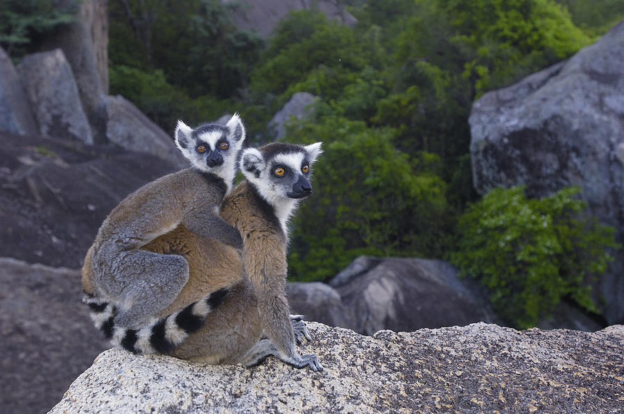 Ring-tailed Lemur And Young Madagascar #3 Photograph by Pete Oxford