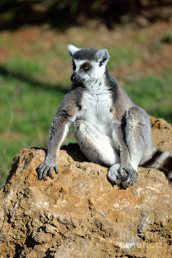 Mammal Photograph - Ring Tailed Lemur #4 by George Atsametakis