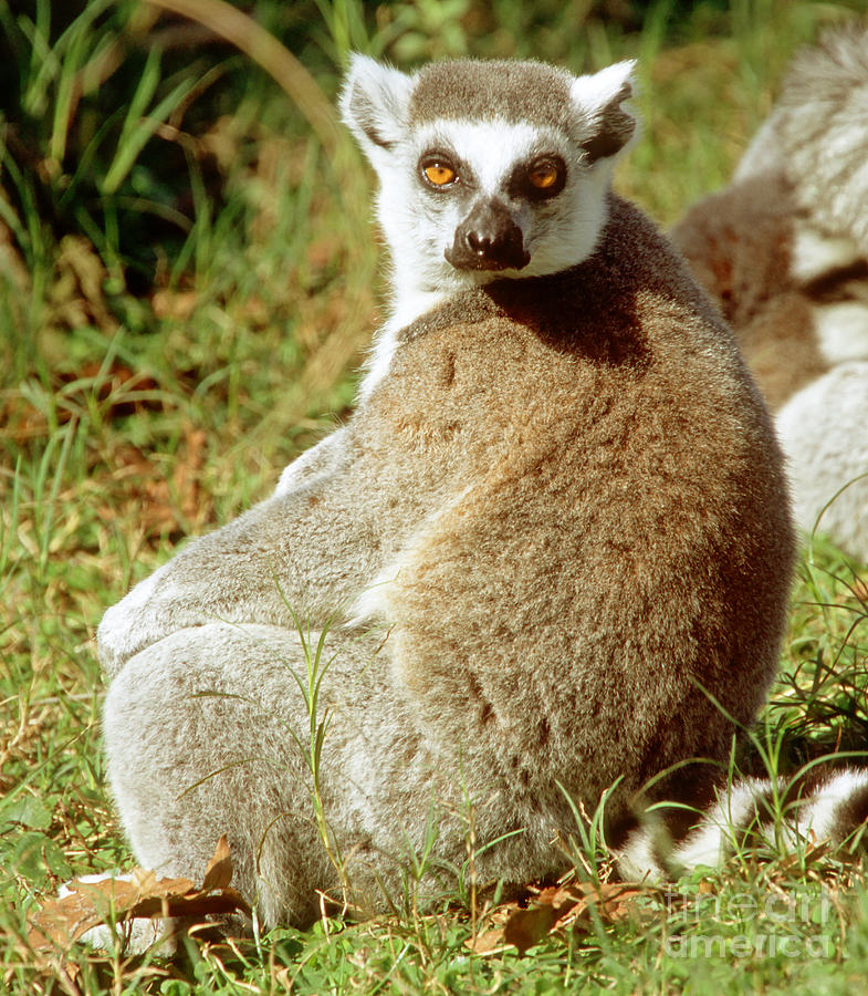 Ring-tailed Lemur Lemur Catta #3 Photograph by Millard H. Sharp