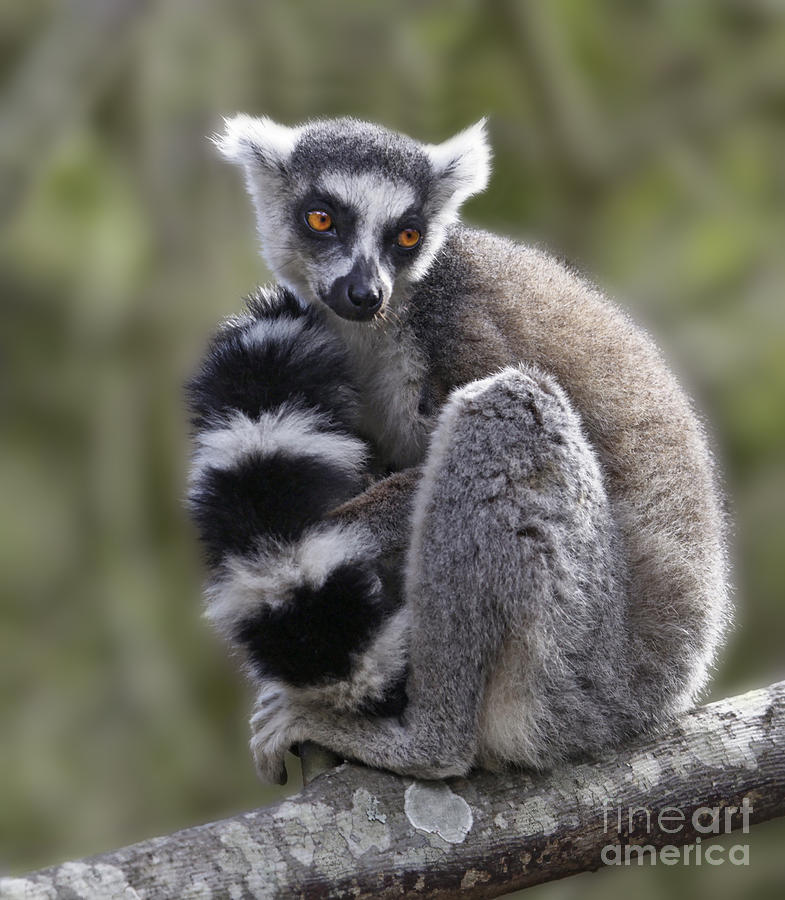 Wildlife Photograph - Ring-tailed Lemur #1 by Liz Leyden