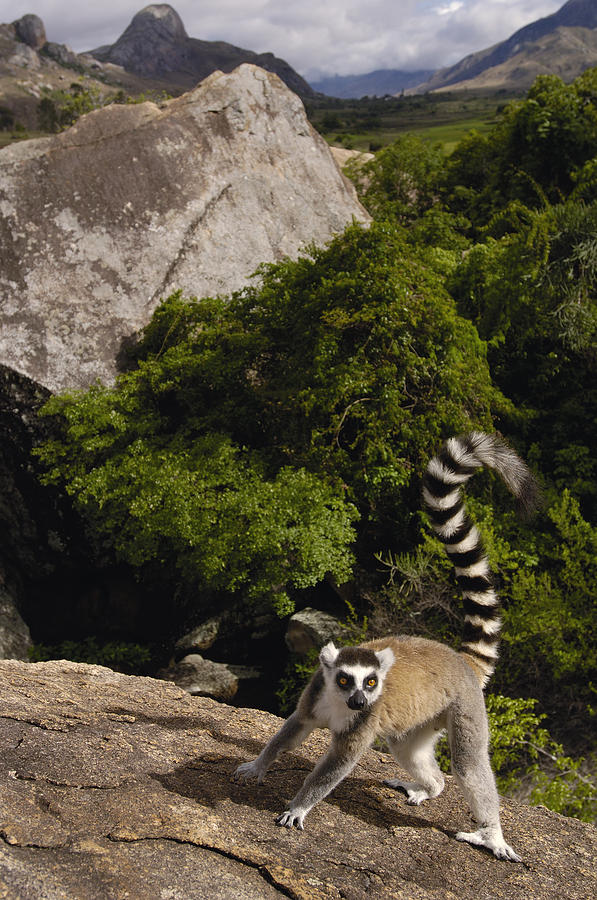 Ring-tailed Lemur Madagascar #3 Photograph by Pete Oxford