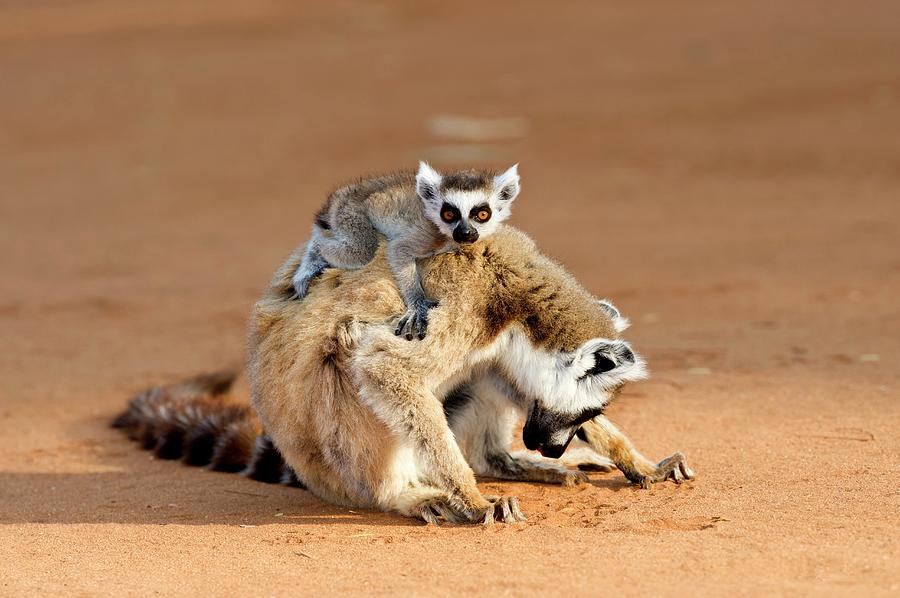 Ring-tailed Lemur Mother And Baby #3 Photograph by Tony Camacho/science Photo Library