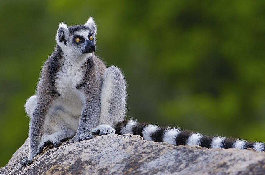 Ring-tailed Lemur Portrait Madagascar #3 Photograph by Pete Oxford