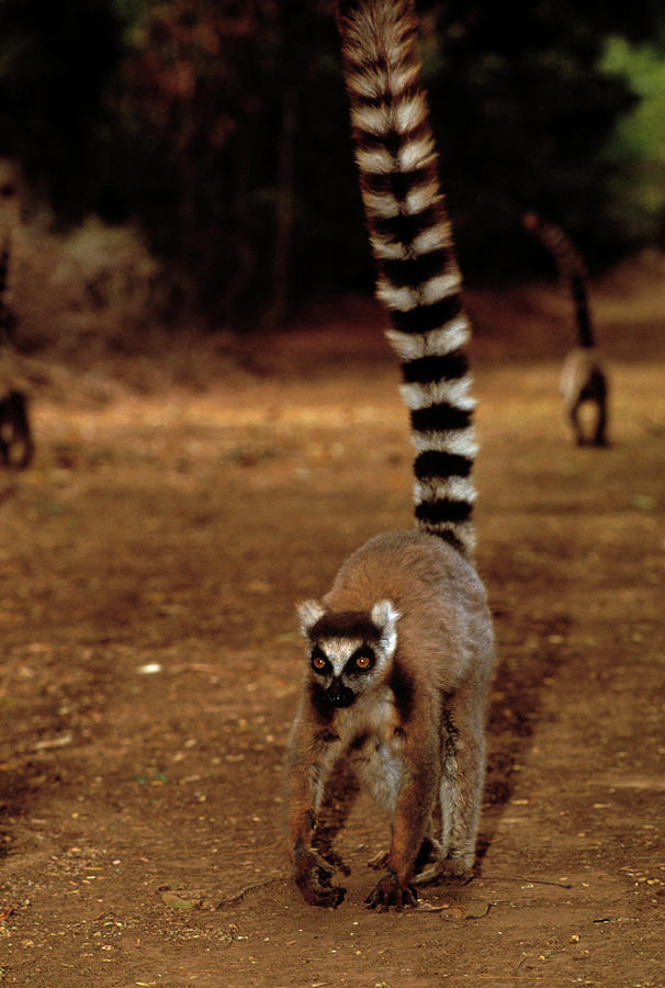 Wildlife Photograph - Ring-tailed Lemur #3 by Tony Camacho/science Photo Library