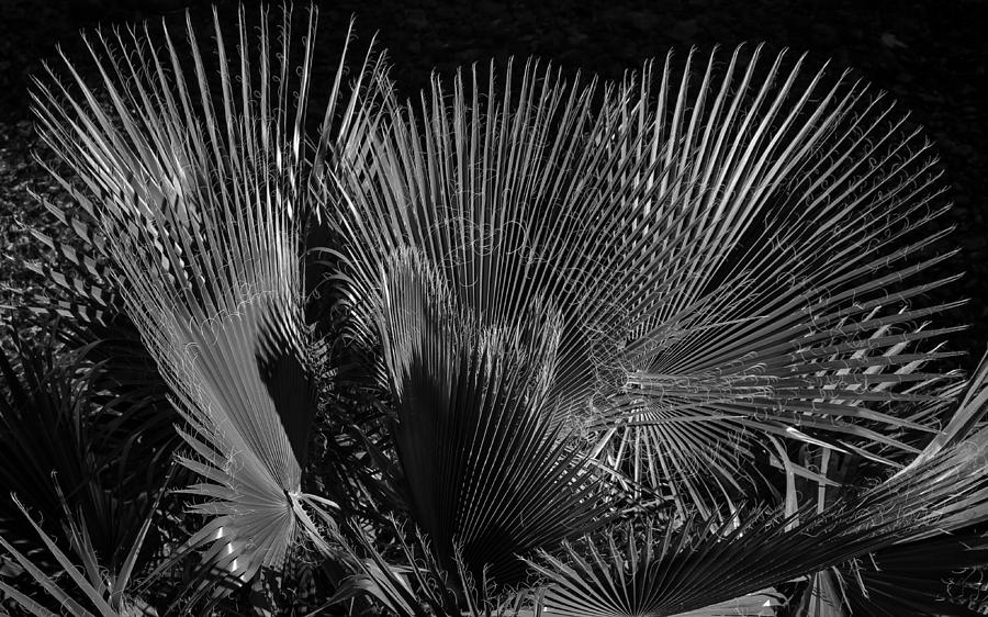 River Palm #1 Photograph by Glenn DiPaola