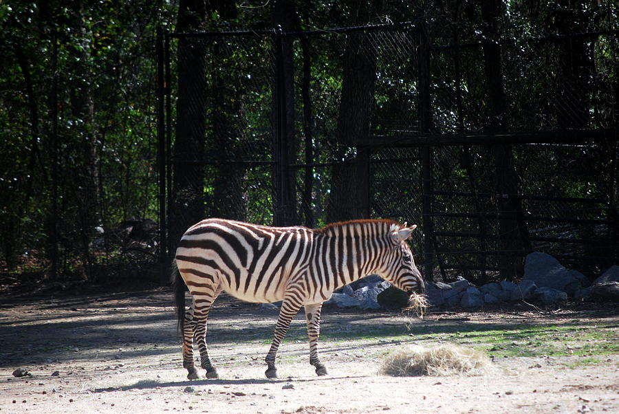 Riverbanks Zoo Columbia Sc Photograph by William Copeland - Fine Art ...