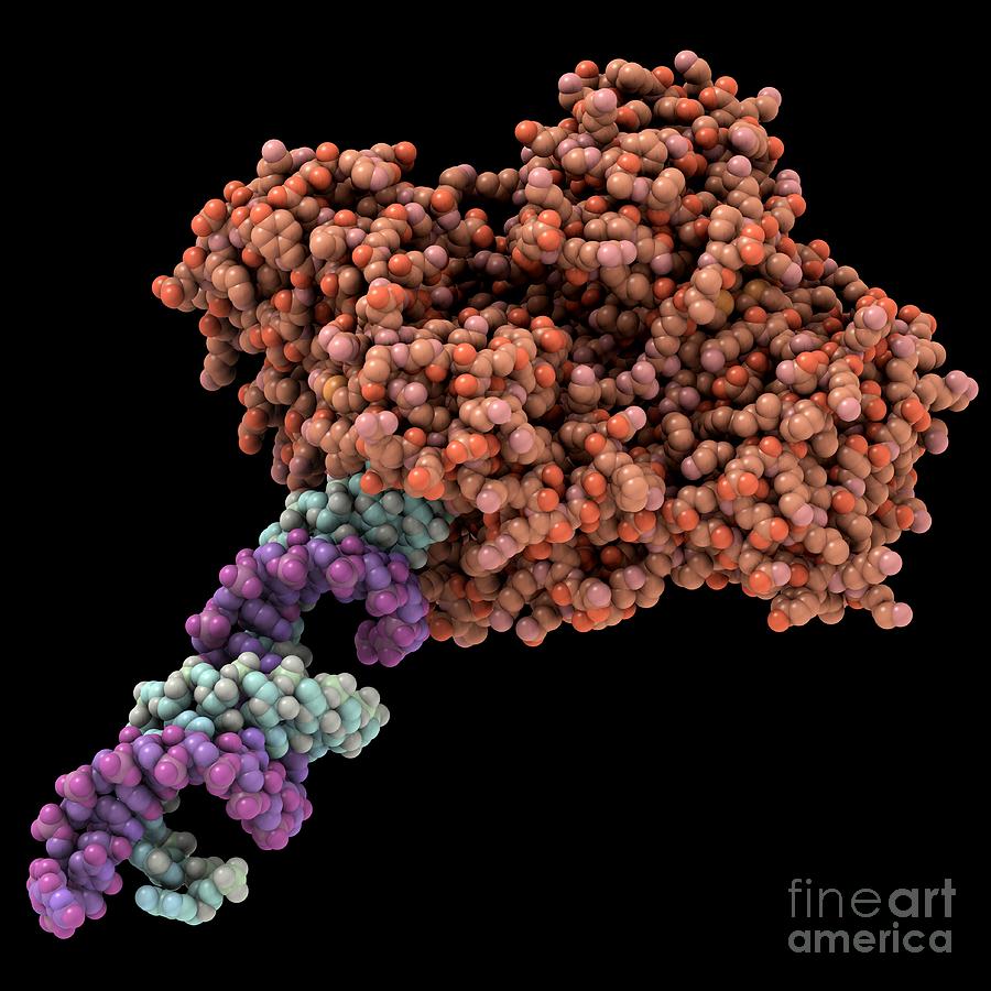 Rna-induced Silencing Complex Photograph by Laguna Design