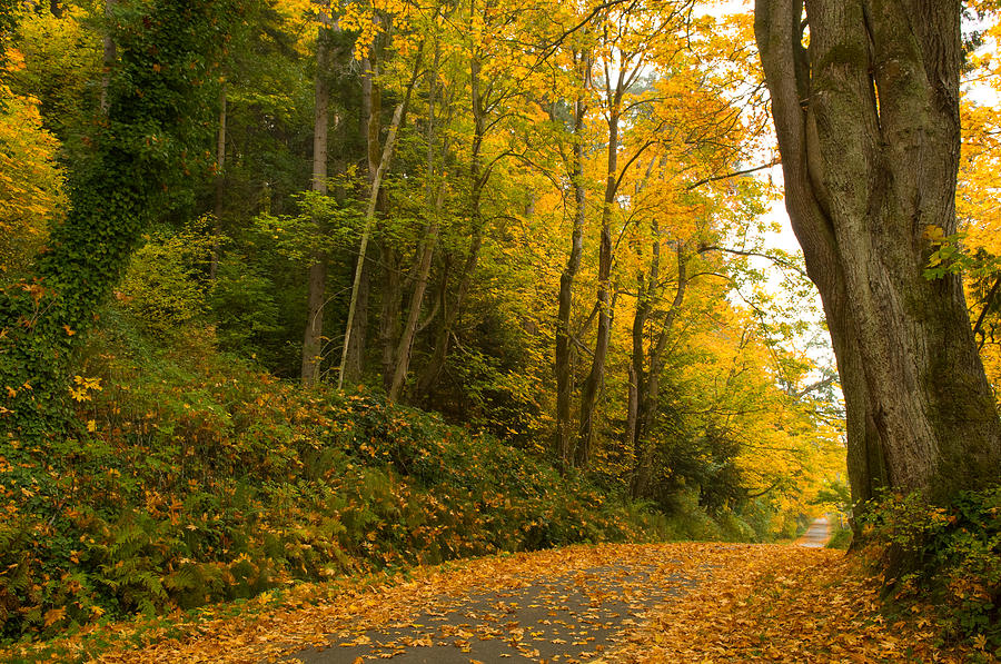 Road Passing Through A Forest Photograph by Panoramic Images - Fine Art ...