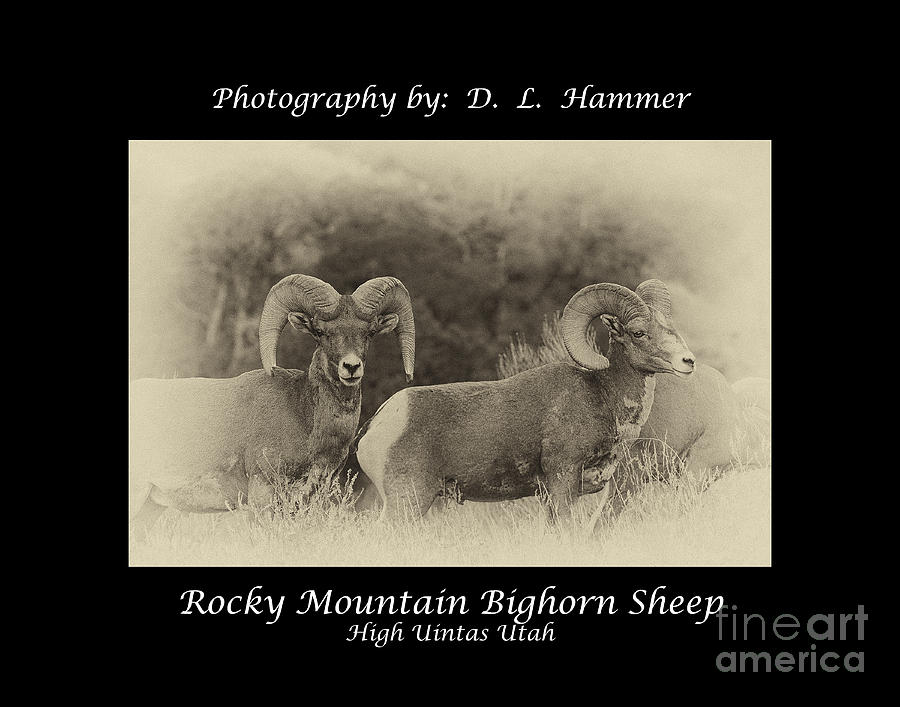 Rocky Mountain  Bighorn Sheep #3 Photograph by Dennis Hammer