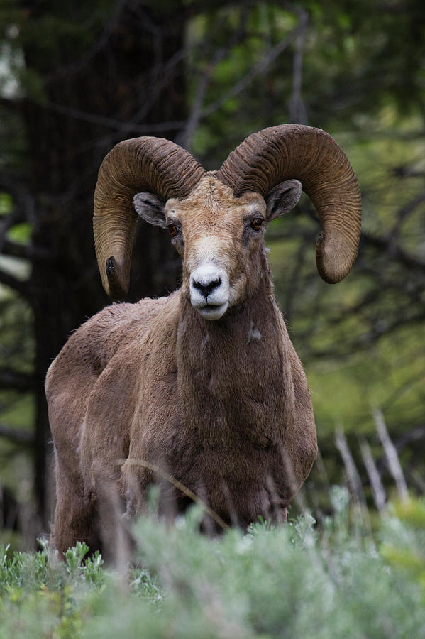 Rocky Mountain Bighorn Sheep Ram #3 Photograph by Ken Archer - Fine Art ...