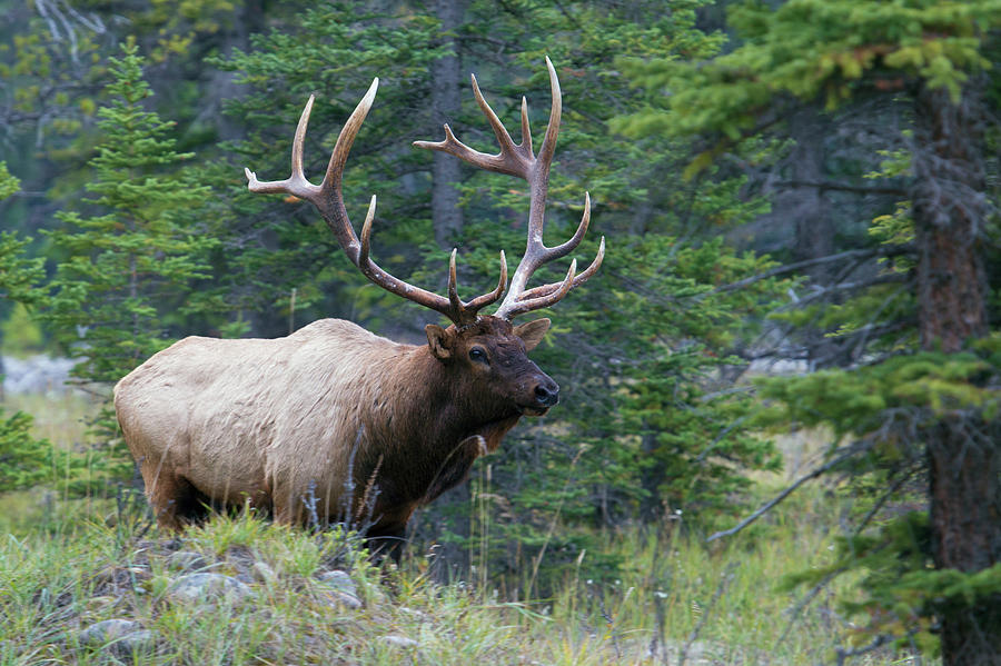 Rocky Mountain Bull Elk Photograph by Ken Archer - Fine Art America