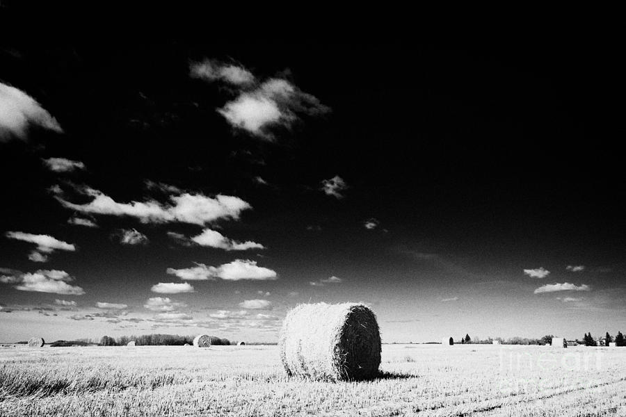 Landscape Photograph - rolled hay bales on the prairies after harvest Saskatchewan Canada #3 by Joe Fox