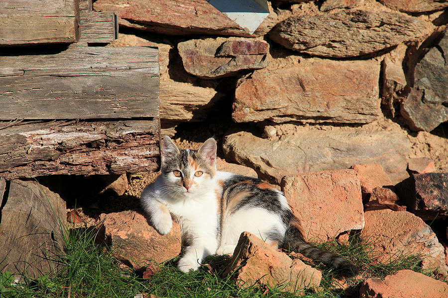 Cat Photograph - Romania, Maramures County, Dobricu #3 by Emily Wilson