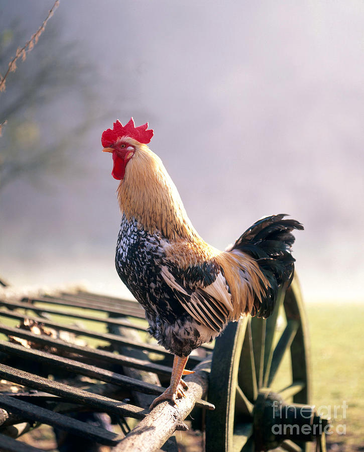 Chicken Photograph - Rooster #3 by Hans Reinhard