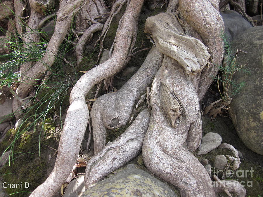 Roots #3 Photograph by Chani Demuijlder
